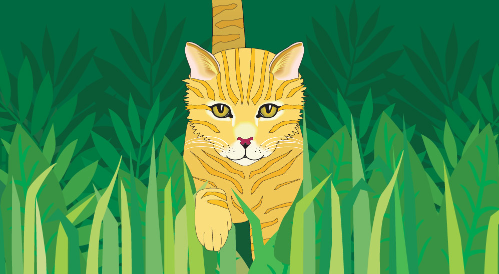 Banner for Wild Kitty Cat Food Company